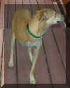 3legdogII.jpg (240591 bytes)