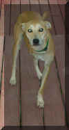3legdog.jpg (219160 bytes)