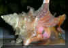 BigSnailone.jpg (1045418 bytes)