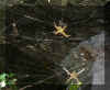 NeonSpiders.jpg (846522 bytes)