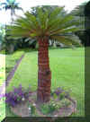PalmTreeIII.jpg (2041490 bytes)