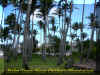 Palm Trees I.jpg (1490162 bytes)