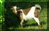 goat.jpg (997832 bytes)