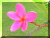 FloraIII.jpg (559542 bytes)