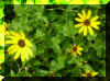 FloraIX.jpg (1017348 bytes)