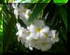 FloraI.jpg (606713 bytes)