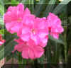 FloraVIII.jpg (627333 bytes)