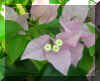 FloraVII.jpg (682407 bytes)