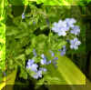 FloraVI.jpg (801996 bytes)