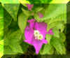 FloraXIII.jpg (556307 bytes)