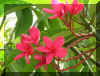 FloraXII.jpg (896071 bytes)
