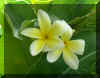 FloraXIV.jpg (724298 bytes)
