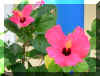 FloraXIX.jpg (773111 bytes)