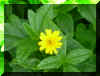 FloraXVI.jpg (571549 bytes)