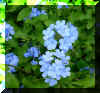 FloraXXI.jpg (852675 bytes)