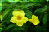 FloraXXVI.jpg (695359 bytes)