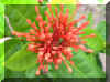 FloraXXX.jpg (691597 bytes)