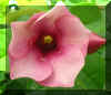FloraX.jpg (697283 bytes)