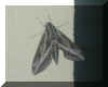 Mothone.jpg (365418 bytes)
