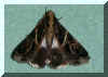 Moththree.jpg (582662 bytes)