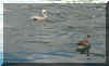 NevisTripX.jpg (586560 bytes)
