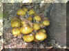 Mushrooms On Indian Trail.JPG (81393 bytes)