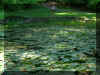 Swiss Chalet Pond.JPG (96092 bytes)